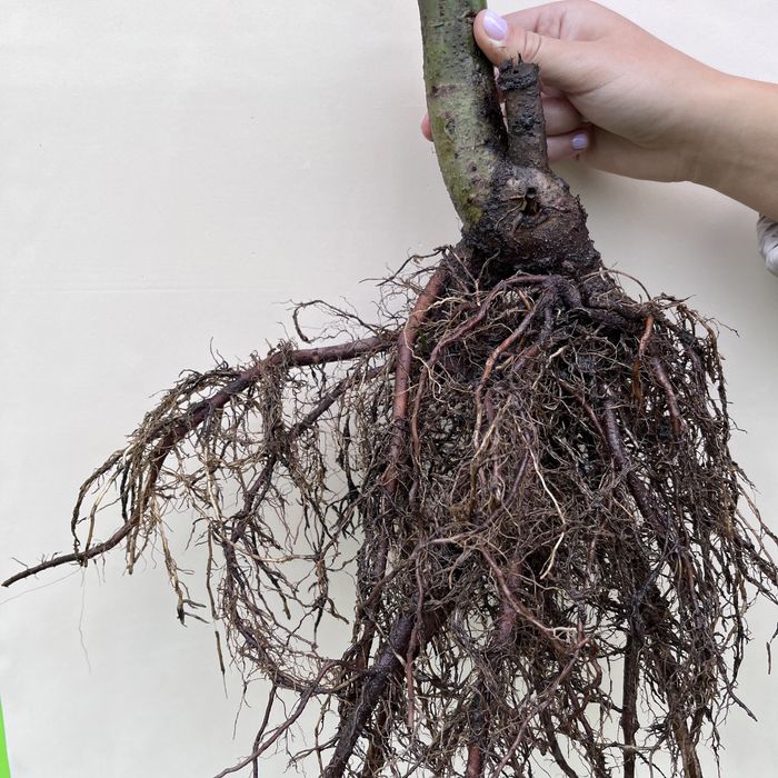 Павловнія для дров, Павловния промышленная, Pao-Tong Стовбур 2см