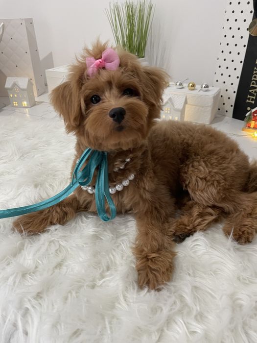 Помапу — Маленькі щастячка готові до переїзду