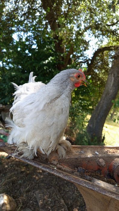 Galo Pekin Lavanda - 4 meses