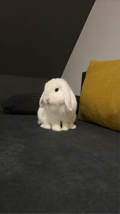 kroliczki mini lop