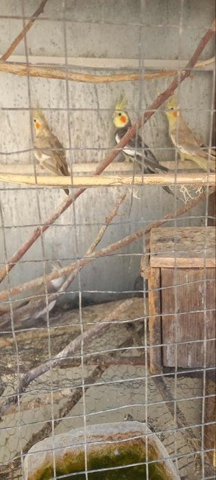 Vendo dois casais de caturras