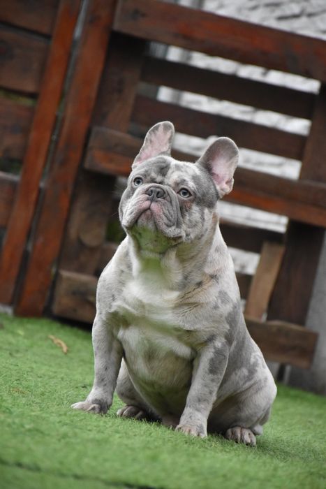 Ліловий мерле в'язка