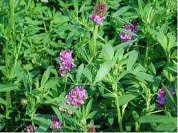 Насіння Люцерни,Конюшини,Райграсу.Семена Клевера