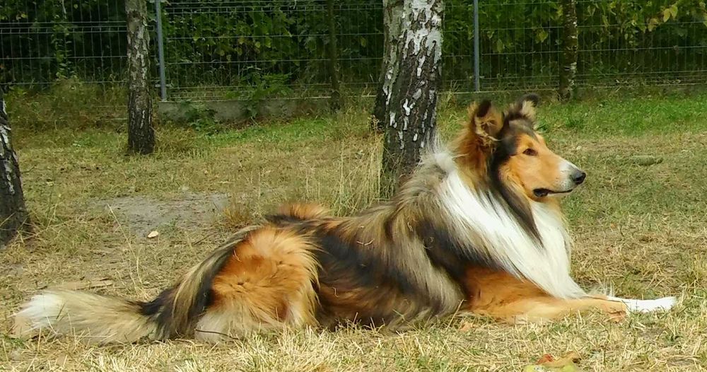 Owczarek Szkocki- szczeniak