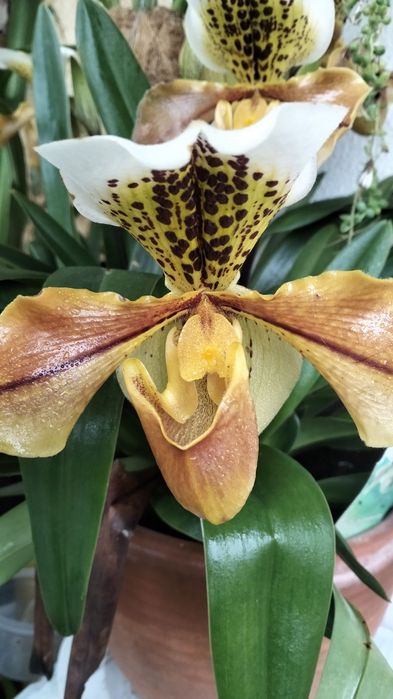 Mudas de orquídeas disponíveis