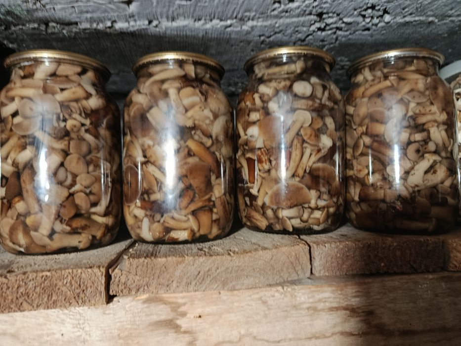 Опеньки мариновані і сухі