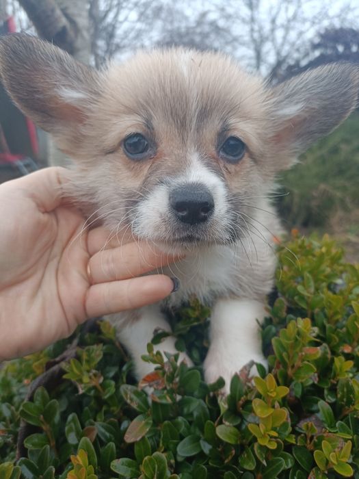 Дві чарівні дівчинка коргі