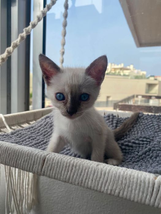 Duas gatinhas irmãs  para adoção responsável – de preferência juntos