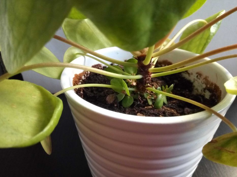 Pilea, tzw. pieniążek, roślina ozdobna, sadzonki