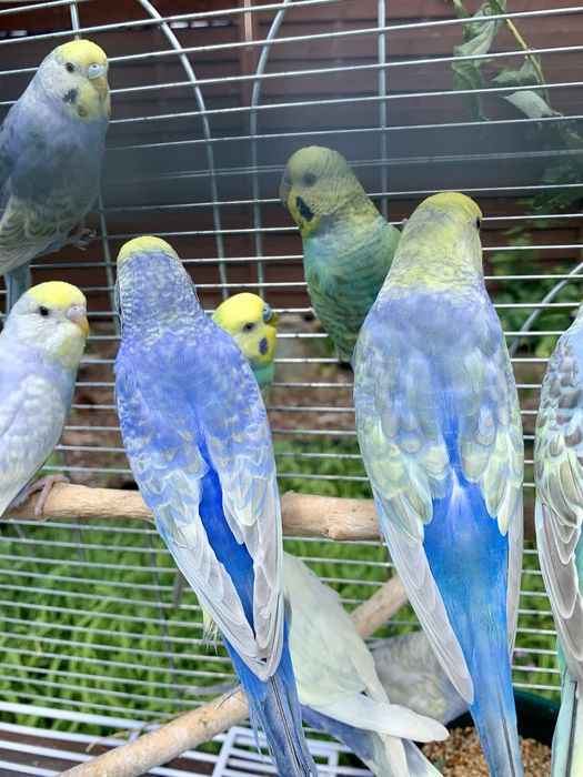 Papuga falista  tęczowe papużki faliste osobniki z 2023/24 roku