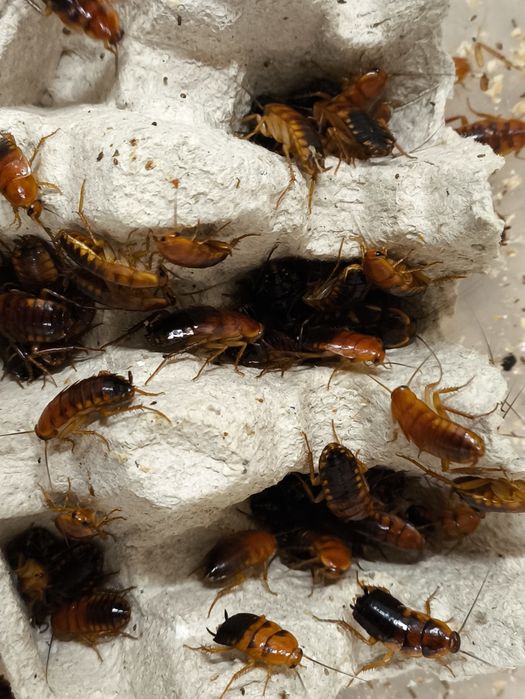 Karaczany tureckie duże 500 szt