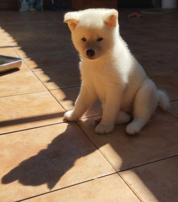 Akita inu japonês c/ lop