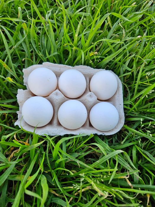 Ovos Leghorn Fertilizados