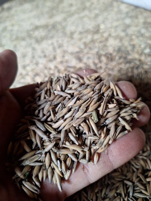 Owies ozimy sprzedam