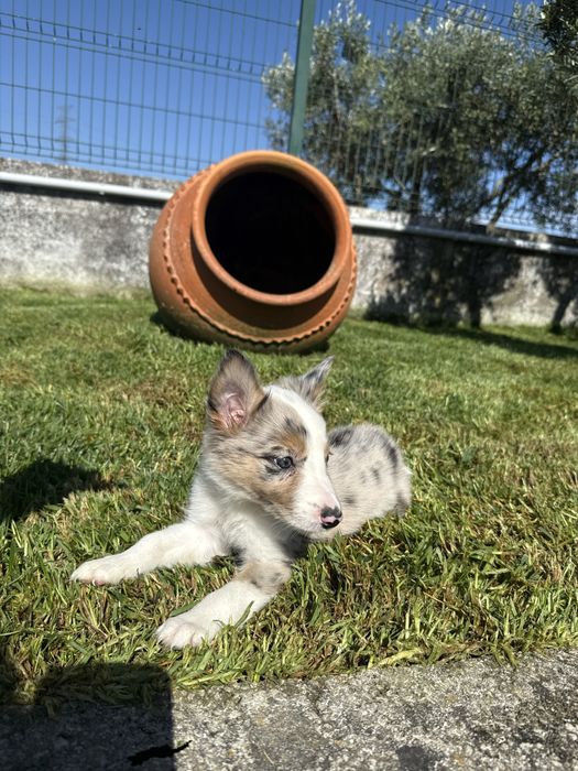 Border Collie Macho Merle
