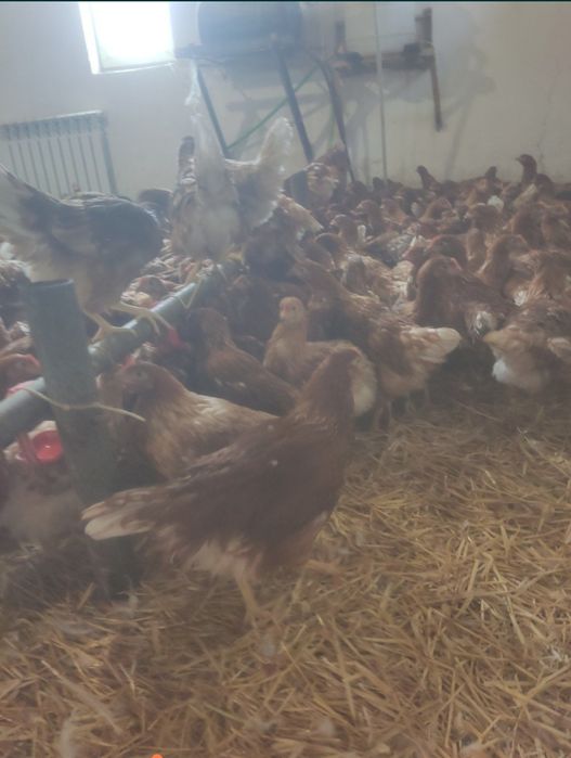 Куры, кури несушки опт