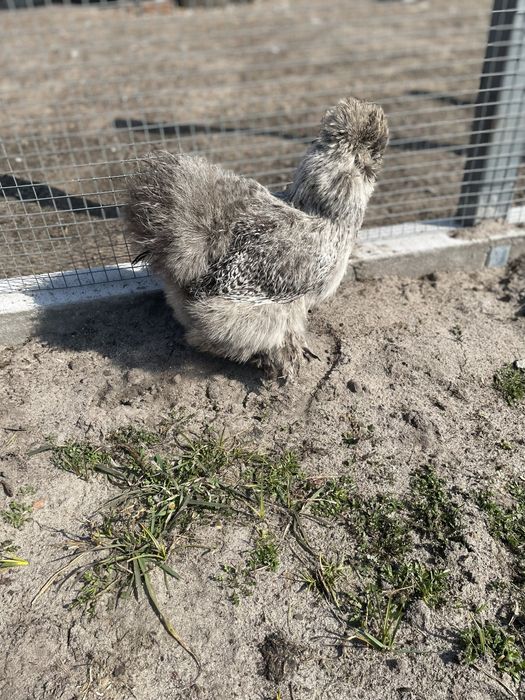 Jaja lęgowe silki jedwabistej lokowanej USA