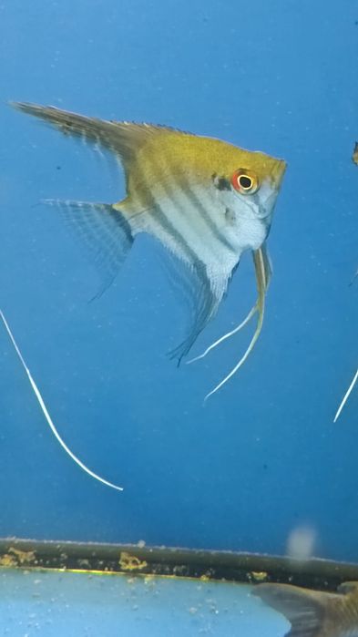 Dziki skalar z Orinoko