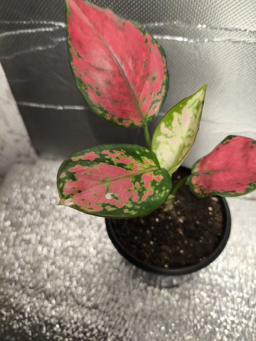 Аглаонемы Cherry Bady, розовая,