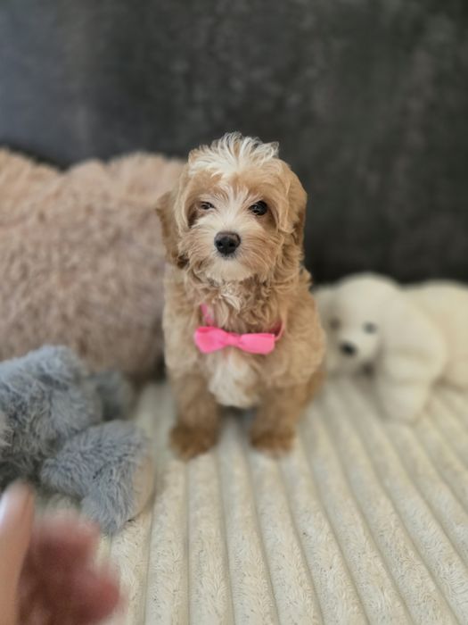 Maltipoo f1b sunia