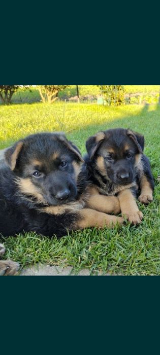 Кобель для в'язки, з доками КСУ.