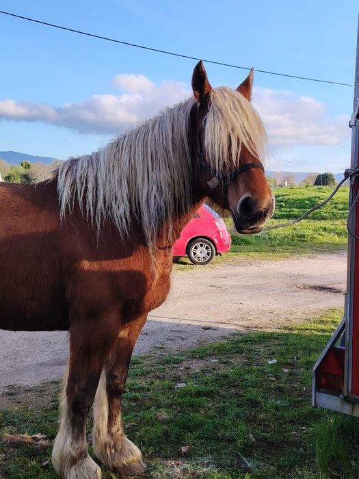 Vendo égua pechorona com 6 anos de idade com livro muito mansa  engata
