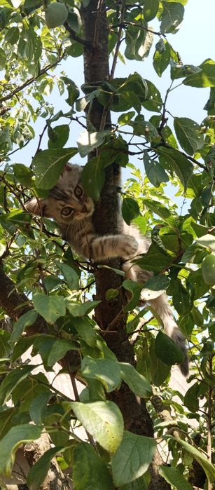 Кошеня дівчинка, 3 місяці