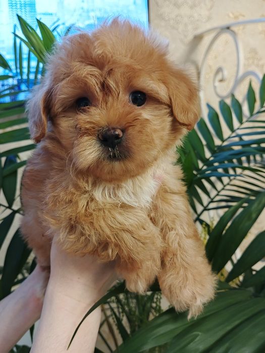 Курносые дети Мальтипушки