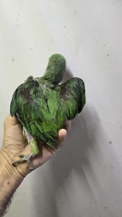 Papagaio grande alexandre