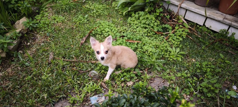 Chihuahua miniatura disponível para entrega imediata existe a po
