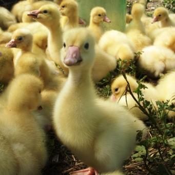 Гусенята Датський легарт тижневі