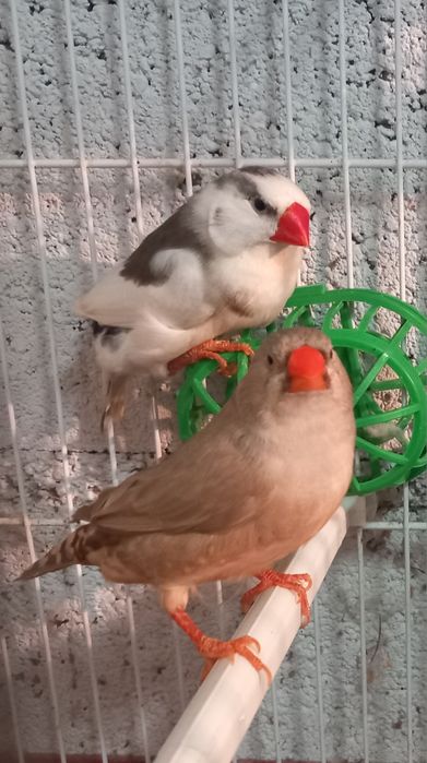 Vários mandarins de várias mutações.