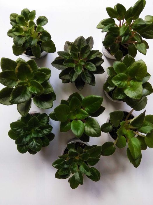 Фіалки міні/напівміні набори