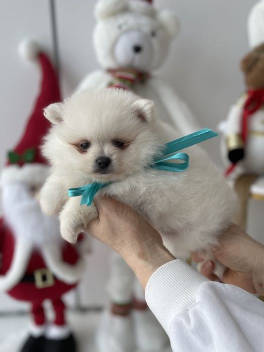 Померанські шпіци — Лише 3! Ідеальна можливість