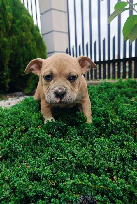 American bully tylko dziś taka cena