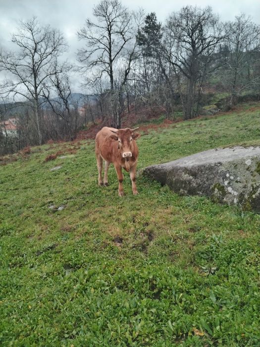 Vendo minhota vitela