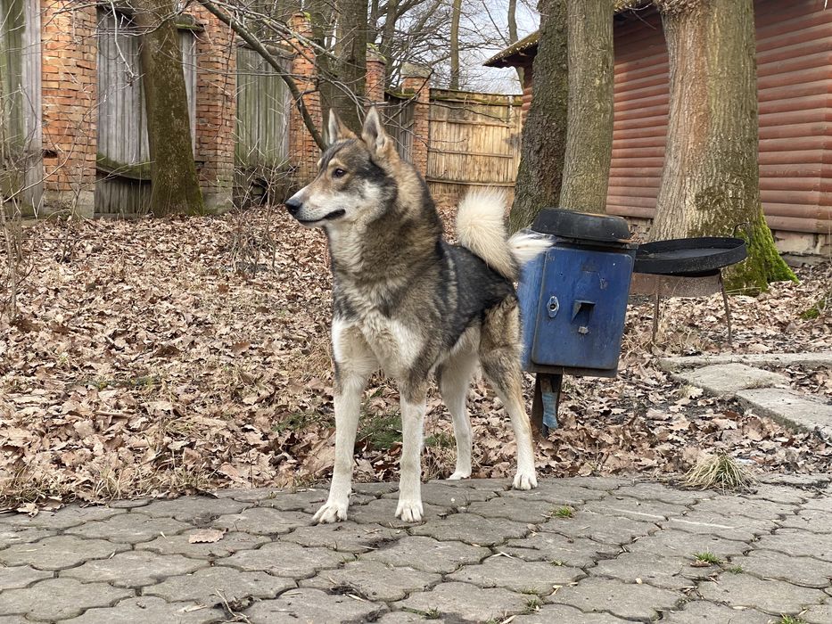 Кобель Злс для вязки. Лайка