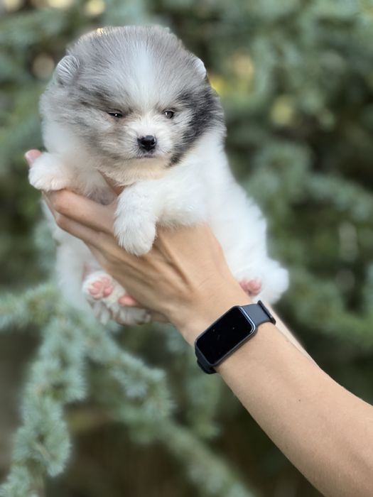 Bardzo piękny szpic pomeranian w rzadkim umaszczeniu biało-niebieski marmurek.