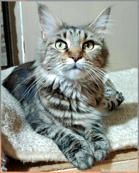 Кішечка,кішка,дівчинка,метис мейн куна,стерилізована,ніжна,ласкава