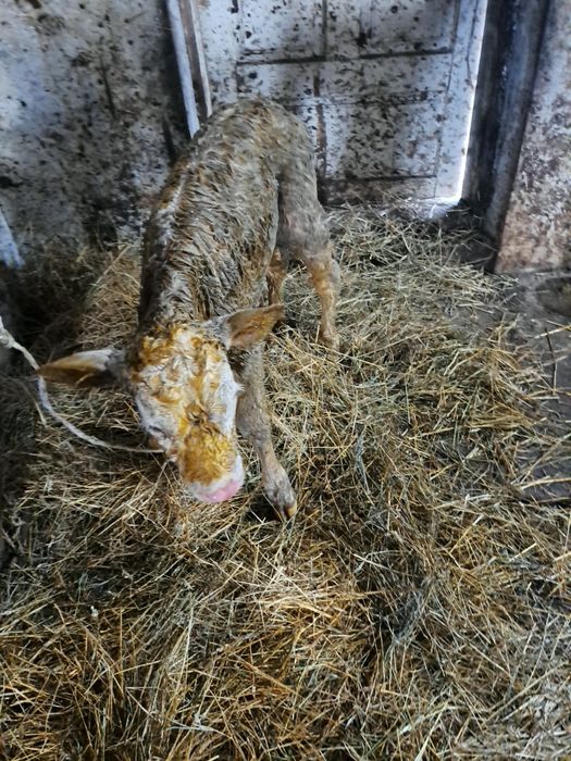 Продається молочне теля