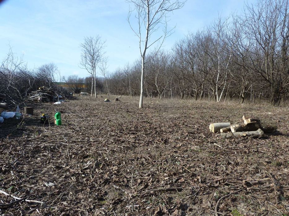 Wycinka Drzew Rębakowanie Gałęzi Podniośnik Koparka