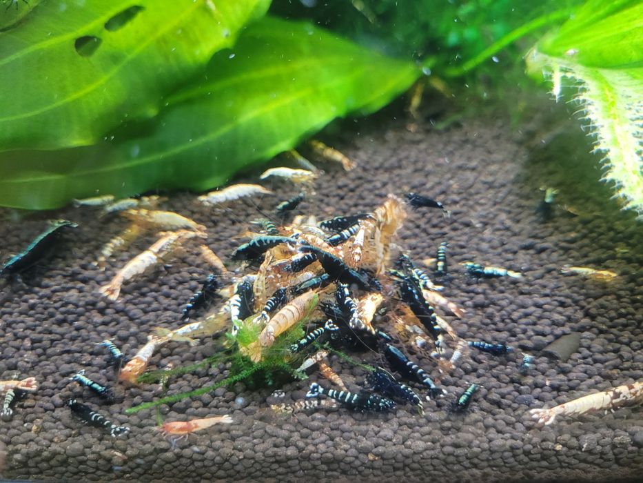 Krewetki MIX Galaxy !  Cena Promocyjna !