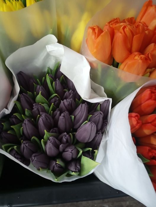 Тюльпани Голандія. Квіти.