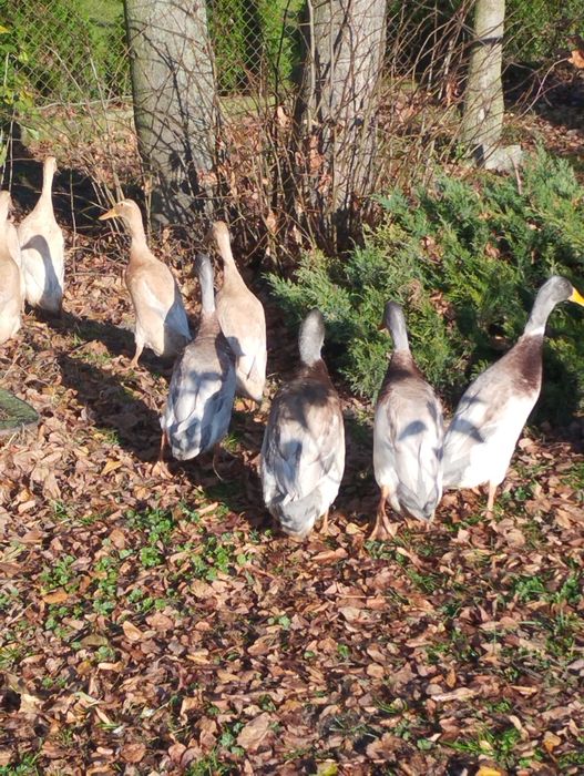 Kaczki ozdobne biegusy