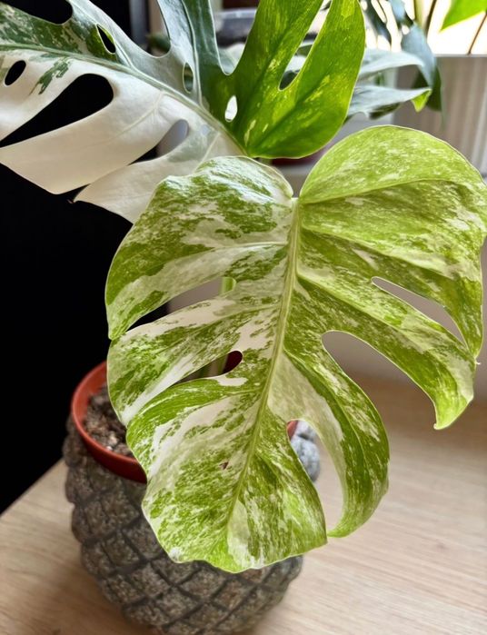 Monstera variegata