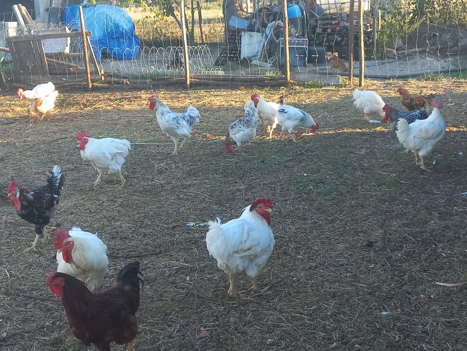 Vendo galos caseiros
