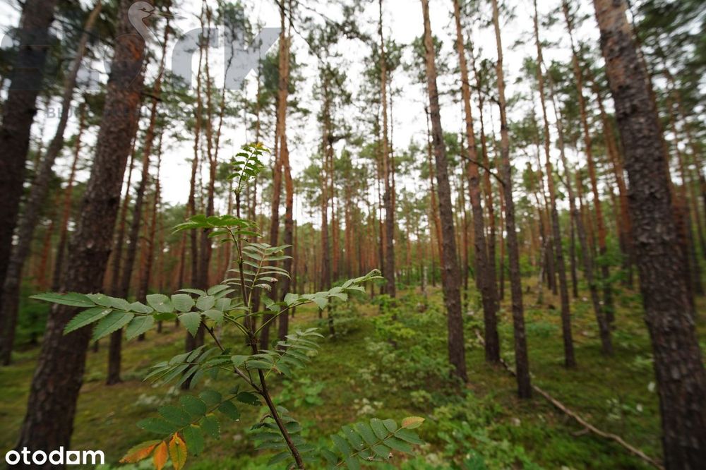 Działka budowlana na Wydmach  2221 m2 - bez prowizji