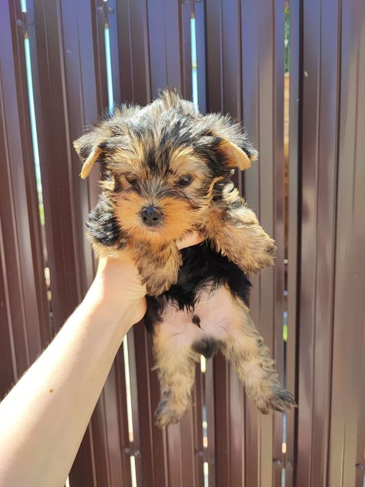 Масiк Йорик Одеський