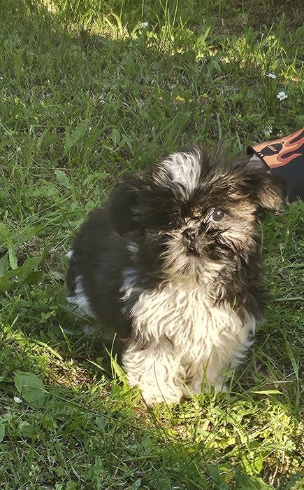 Shih Tzu Szczeniak