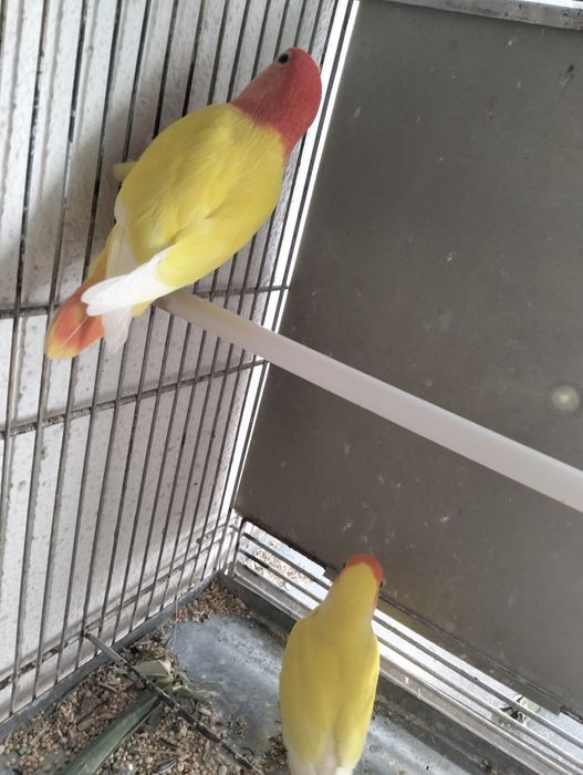 Casal de rosicolleres